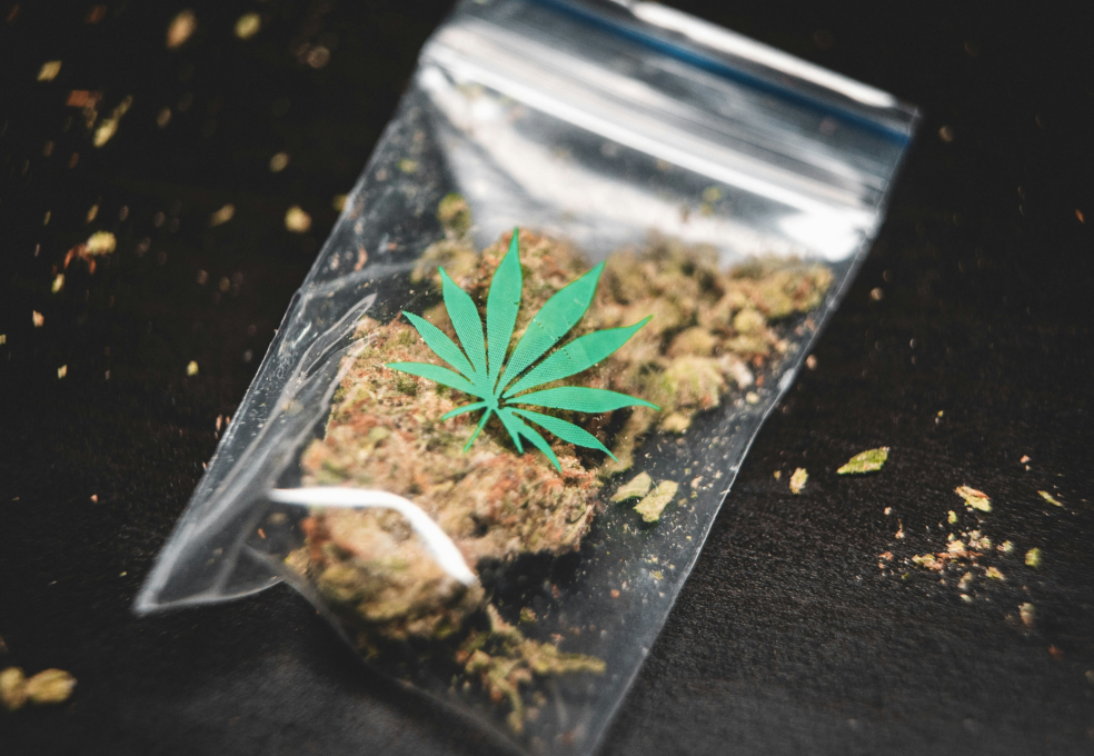 Gras grun i C Hacu W8 Bc I unsplash